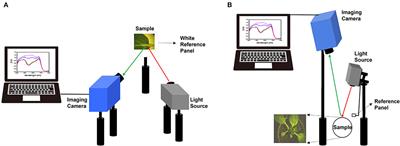 Measurement of Environmentally Influenced Variations in Anthocyanin Accumulations in Brassica rapa subsp. Chinensis (Bok Choy) Using Hyperspectral Imaging